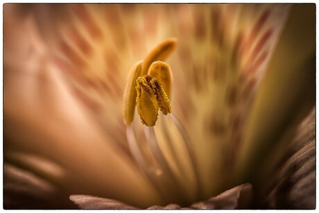 Stamens