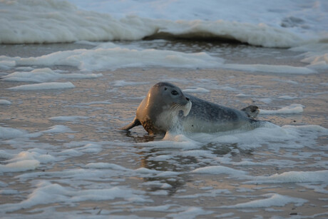 Jonge zeehond in zware storm