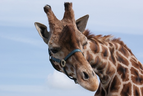 giraffe