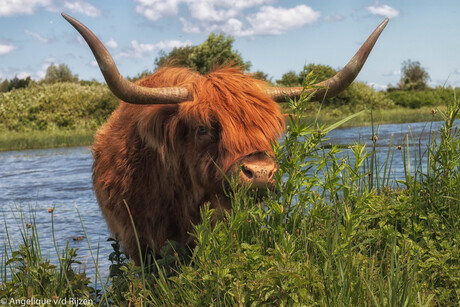 Schotse Hooglander