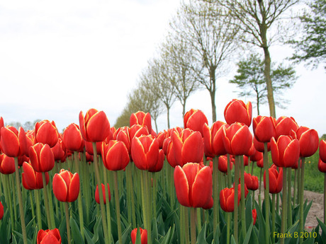 Tulpenveld in mei