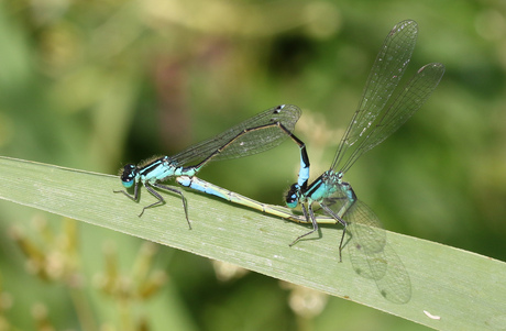 Paringswiel van waterjuffers