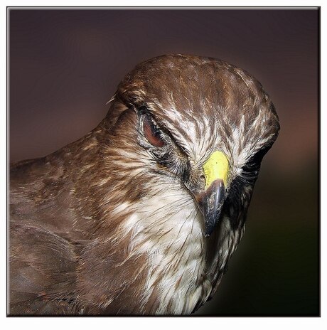 Nog een buizerd