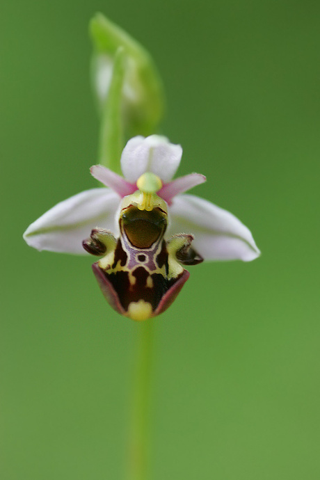 Bijen orchidee