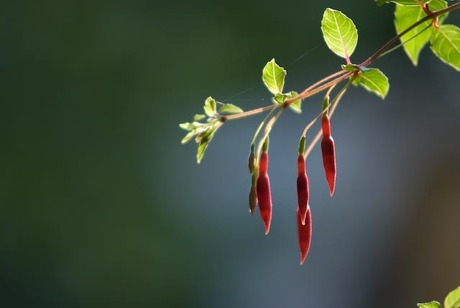 puur natuur