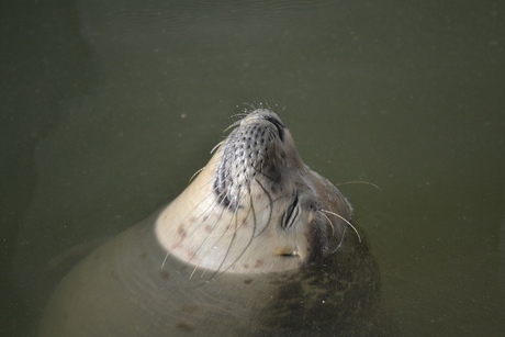 zeehond