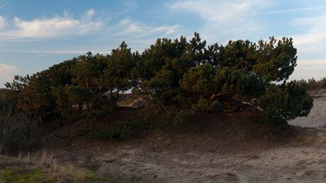 Noorwijkse duinen