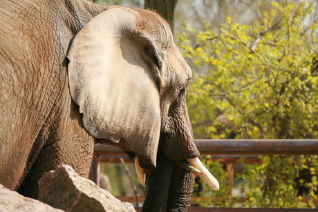 Olifant in Tiergarten Berlin