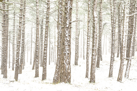 Bomen in de sneeuw