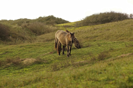 paarden Solleveld