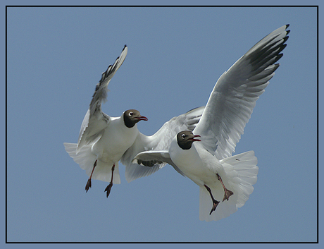 Luchtballet!