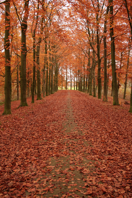 Naar kasteel Heeswijk