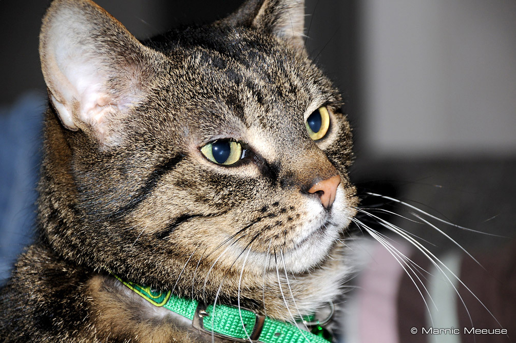 Onze eigen... eigenwijs! - Hij kan zo mooi poseren, dan maar een plaatje van hem maken... - foto door Marnic op 13-08-2008 - deze foto bevat: katten, thuis, eigenwijs