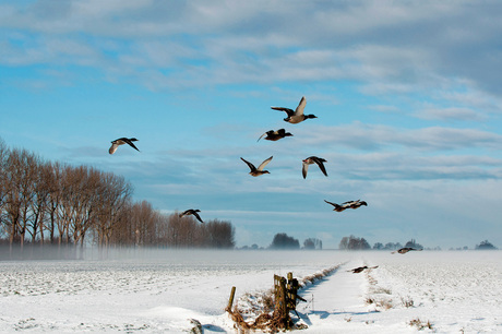 Winter landschap met eenden