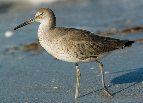 Willet