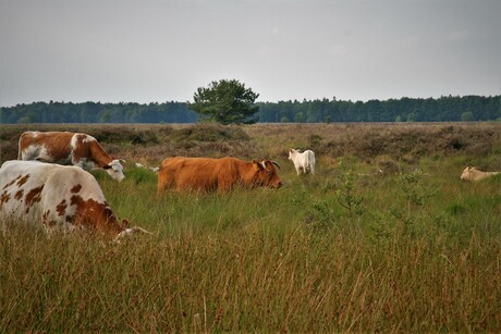 Koeien van Dwingeloo