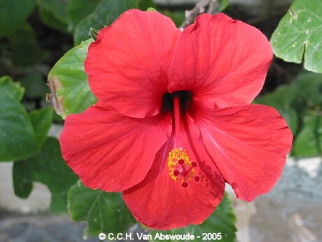 Spaanse bloem