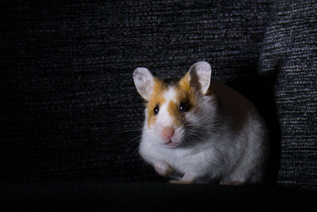 Hammie hamster...