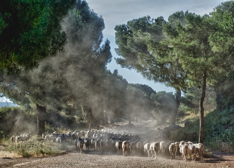 Via Appia Sheep