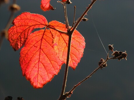 Herfst