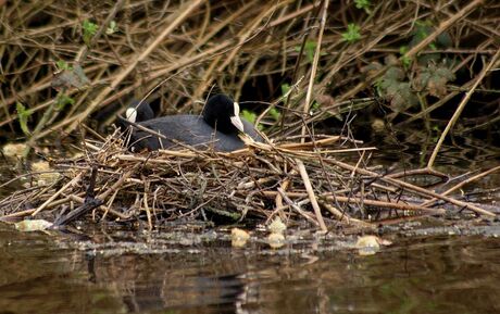 Nest!