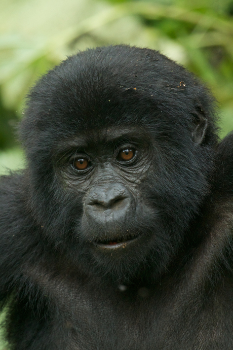 Jonge berggorilla UGA (5).jpg
