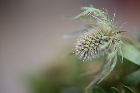 Witte Distel