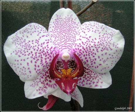 Orchidee