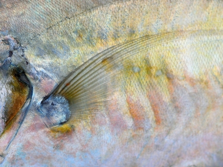 detail van een tropische vis