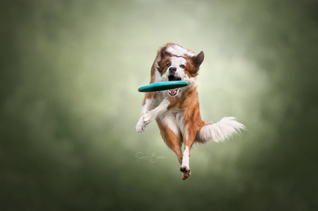 Bordercollie met frisbee