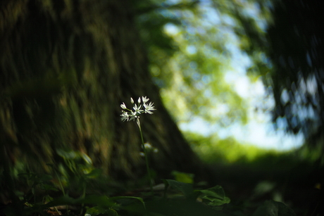 Daslook - fotowedstrijd puur natuur inzending 2