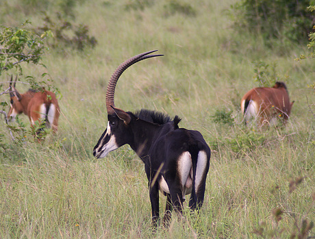 Sabelantilope