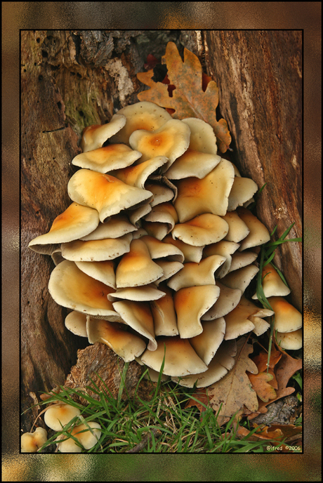 Stapel Paddenstoelen