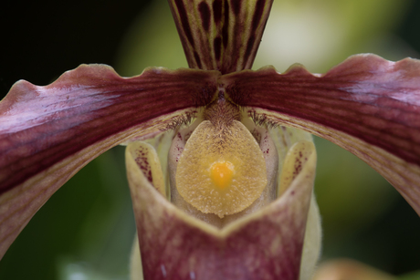 orquidea