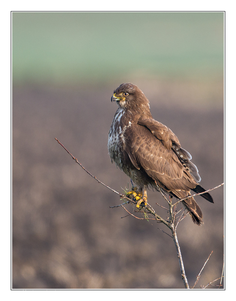 buizerd