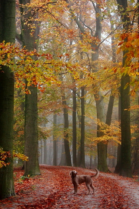 Herfst en mist