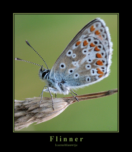 Flinner