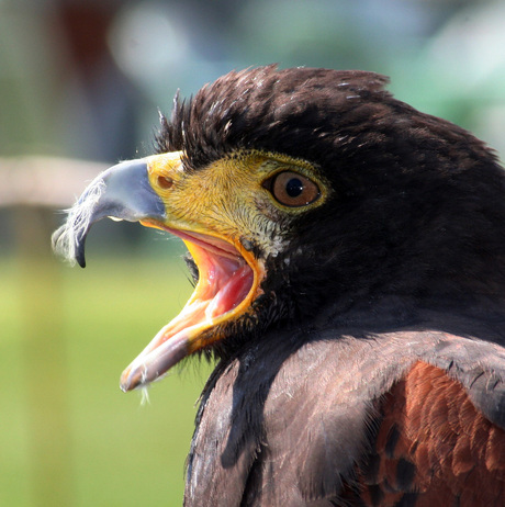 woestijn buizerd