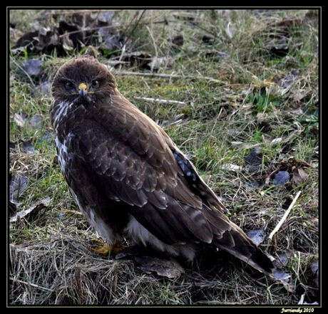 buizerd