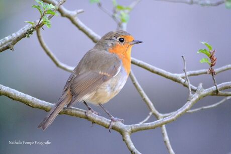 Robin