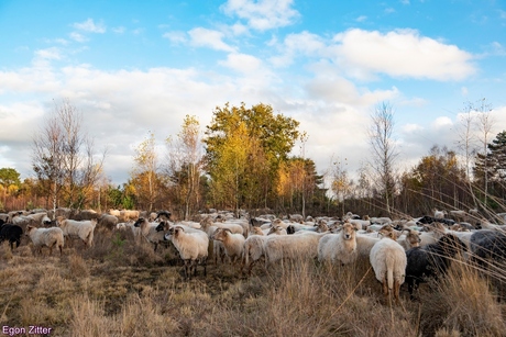 drents heideschaap