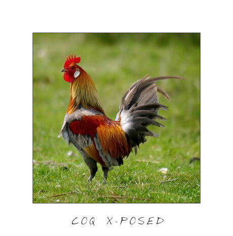 Coq X-Posed