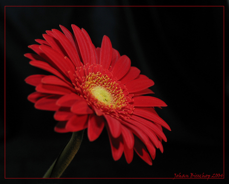 Gerbera