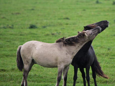 konikpaarden