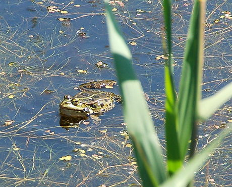 Kikker in de Poelpolder