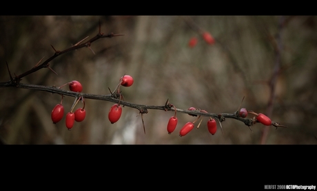 Herfst 2008