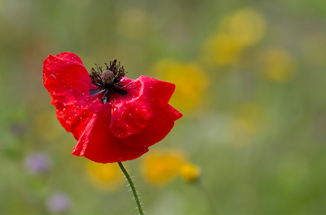 colors of summer