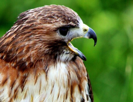 Close-up roofvogel