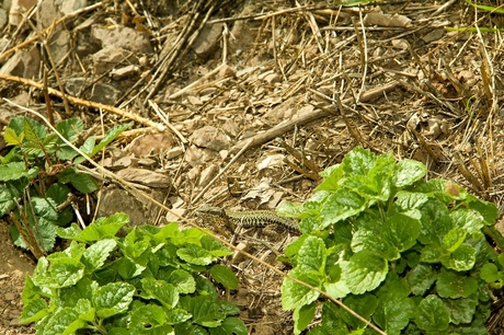 Foto van een hagedis die onder een blad vandaan komt.