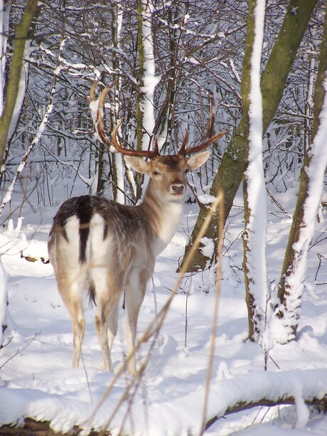 damhert in de sneeuw